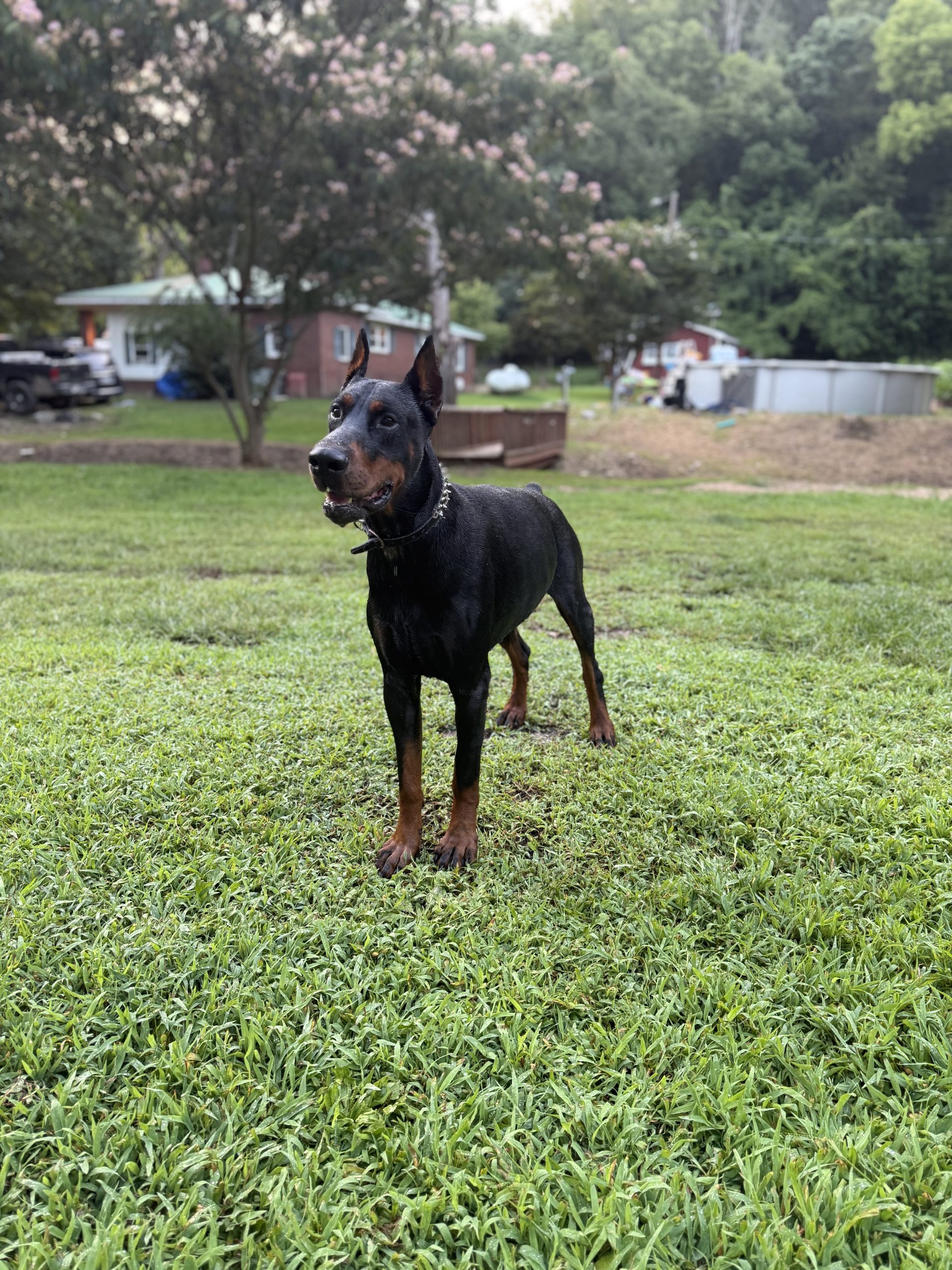 Doberman gallery image 5