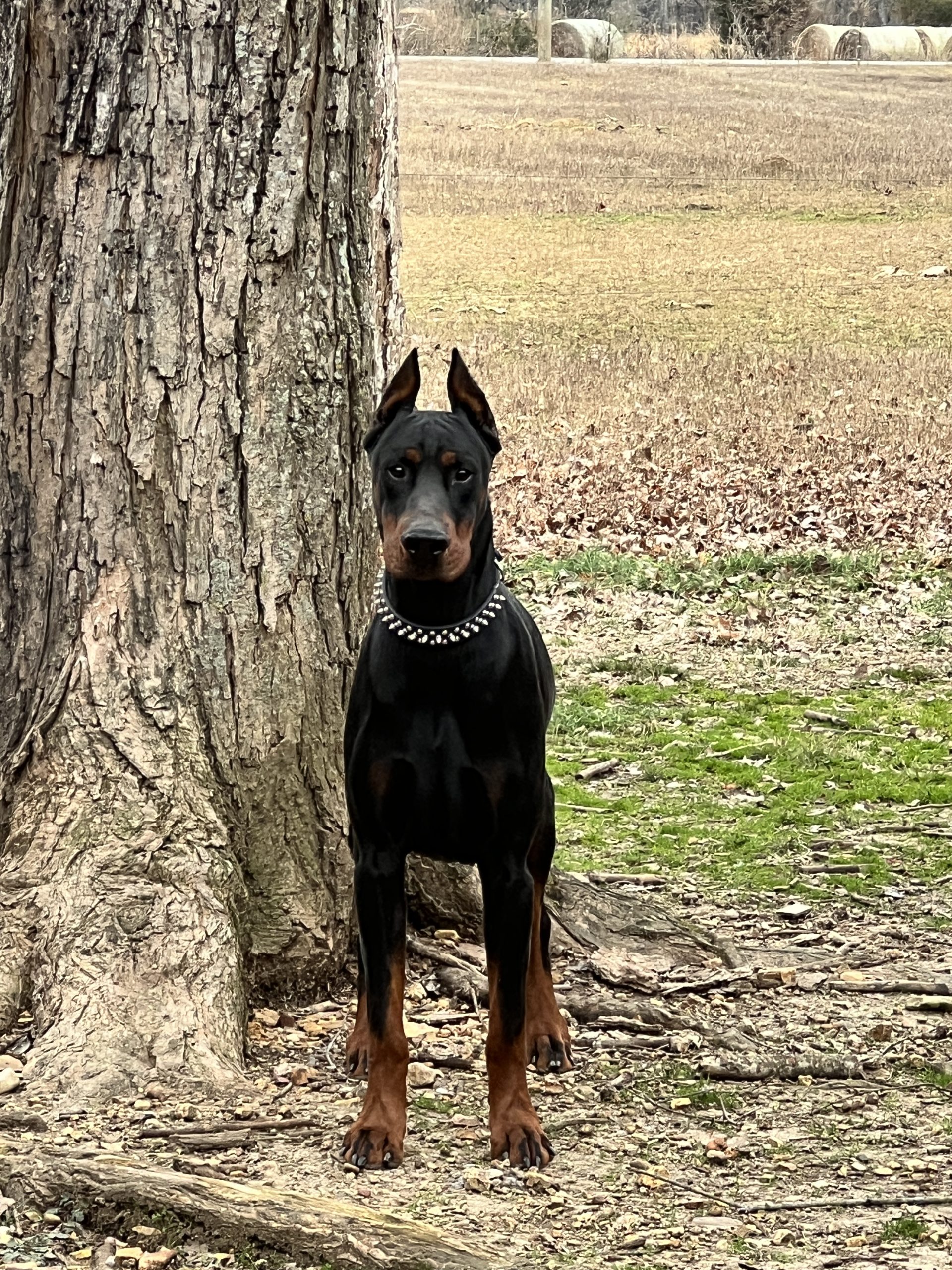 Replace with a photograph of the breeder and dogs