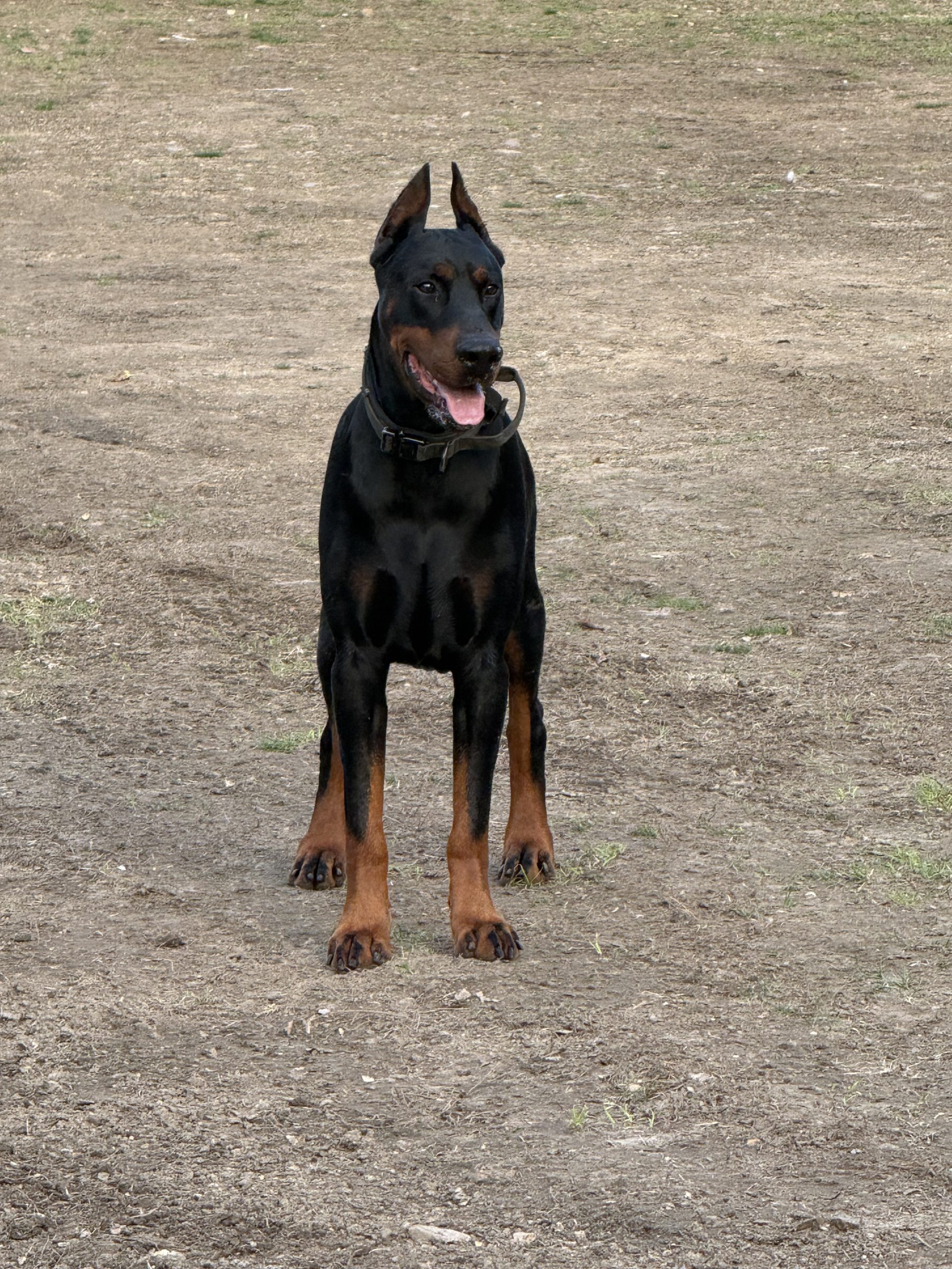 Doberman gallery image 4