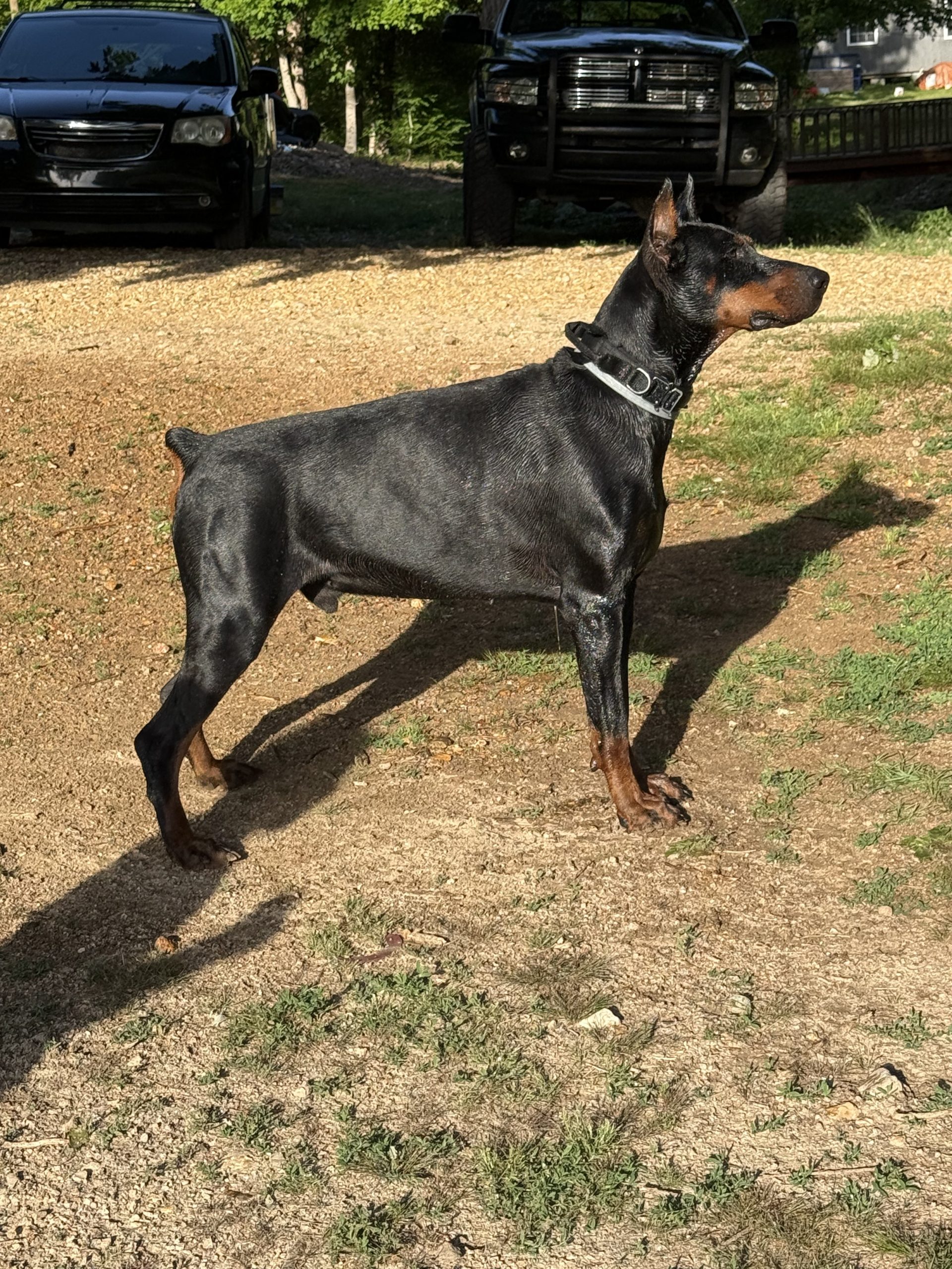 Doberman gallery image 3