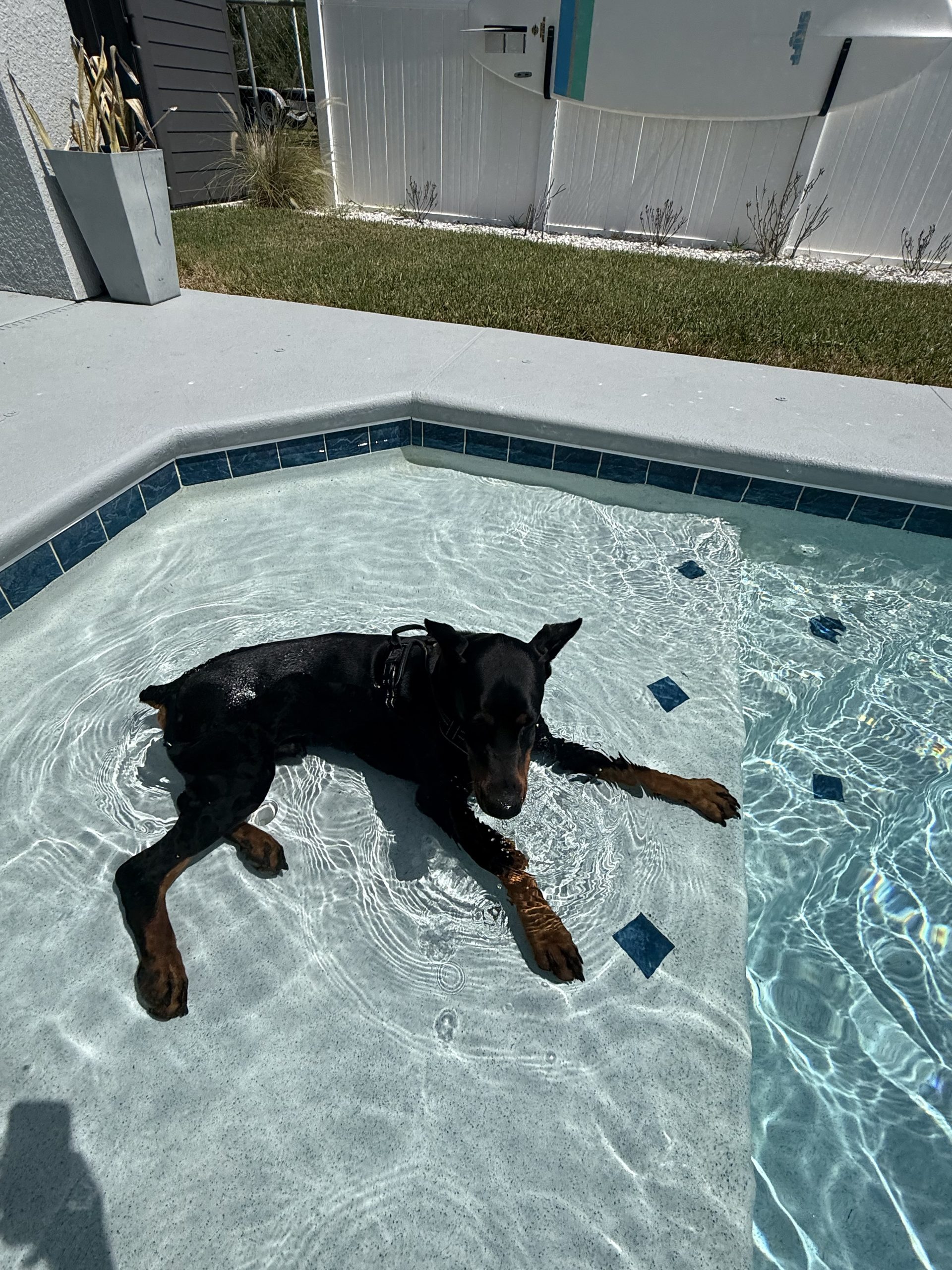 Doberman gallery image 2