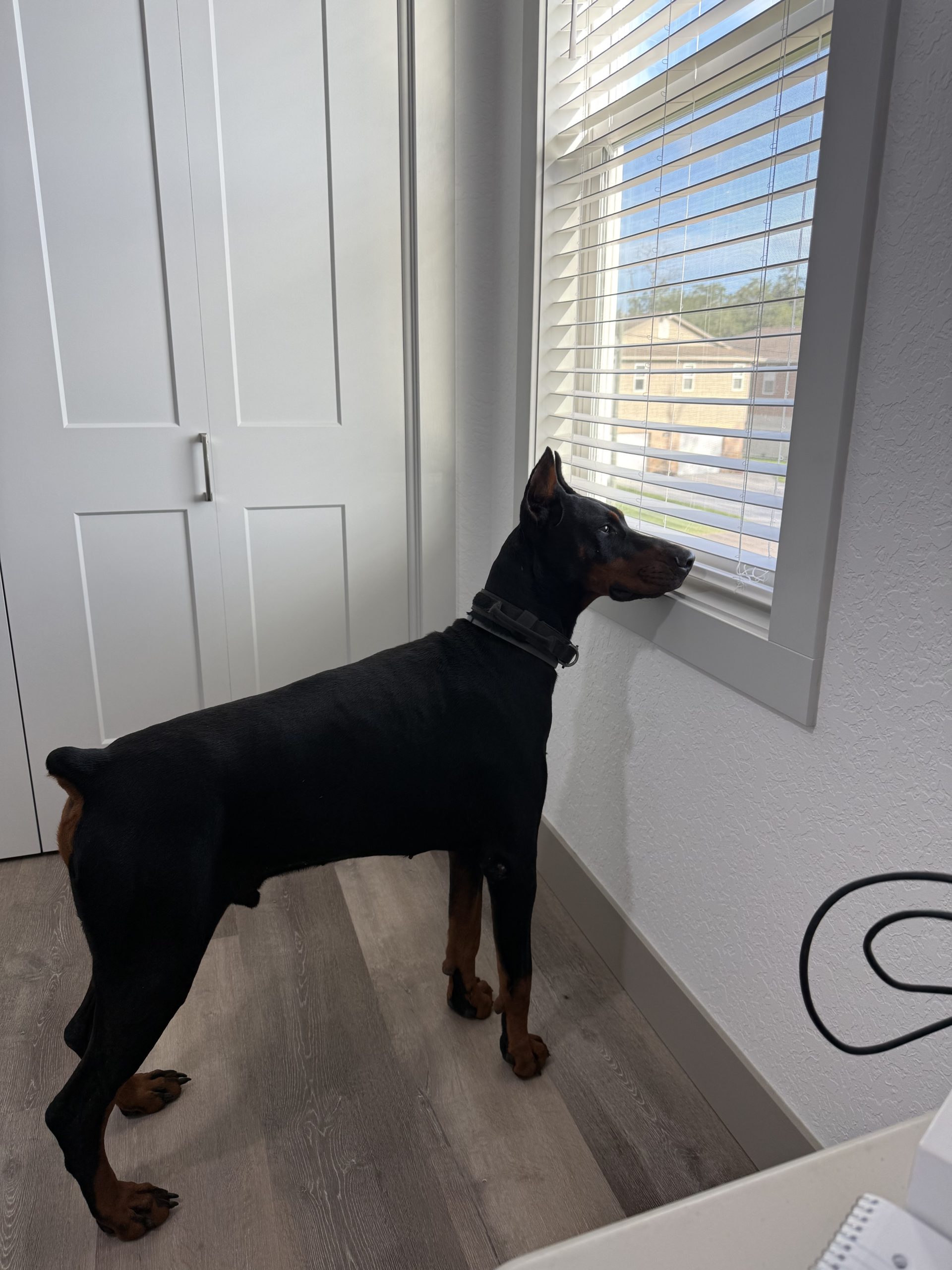 Doberman gallery image 1