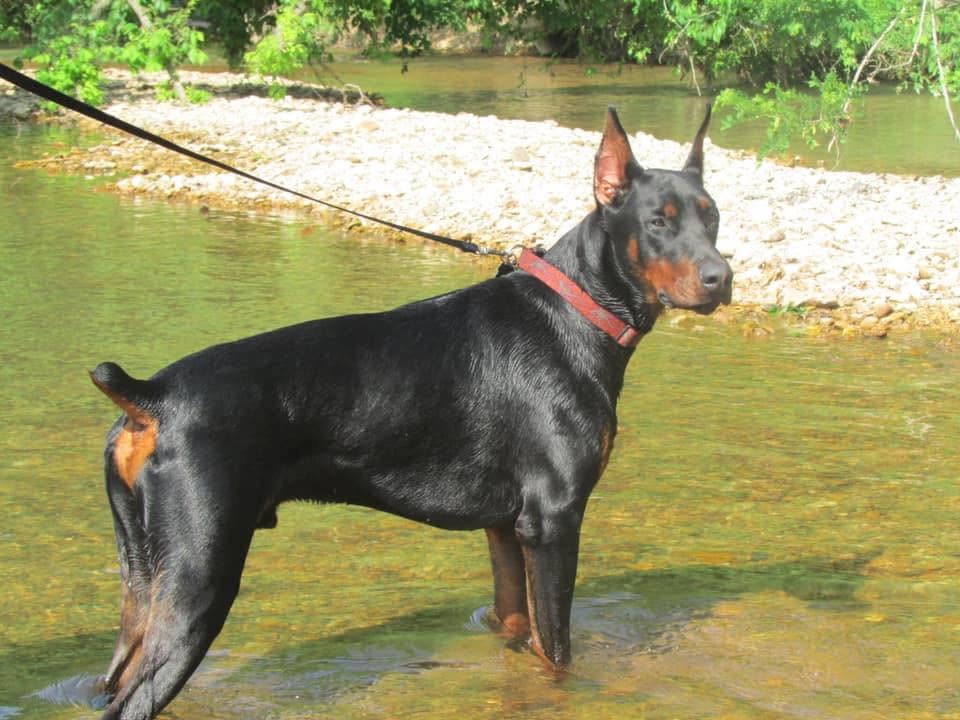 Doberman gallery image 6